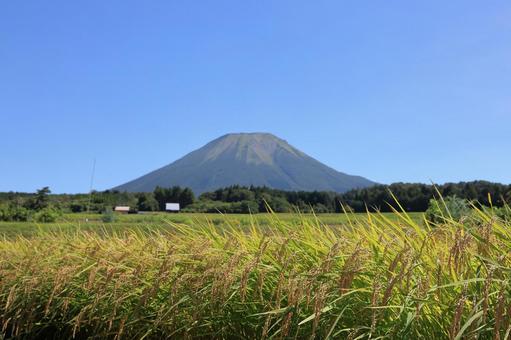 大山と稲穂 2 大山と稲穂 2の写真