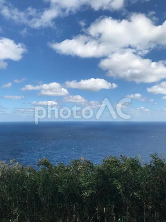 青空と海と木々 海,バカンス,風景の写真素材