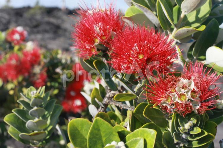 オヒア・レフア ハワイ,ハワイ島,花の写真素材