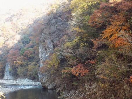 【紅葉写真】美しい紅葉 紅葉,自然,風景の写真素材