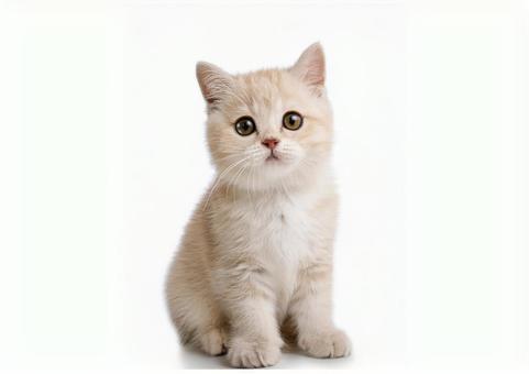 子猫 子猫の写真