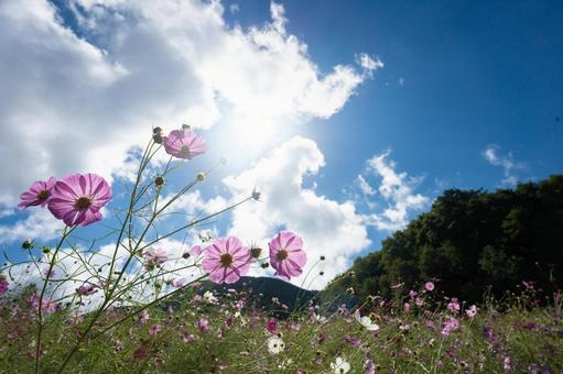 高原に咲くコスモスと青空 コスモス,秋桜,高原の写真素材