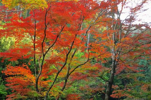 燃燒的秋天, JPG 燃燒的秋天, autumn leaves, yellow leaves, red, JPG