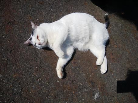 温かい道路でごろんと横になる猫 温かい道路でごろんと横になる猫の写真