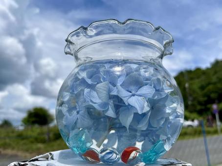 Photo, fish bowl, hydrangea, light blue, 