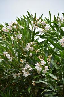 Oleander, JPG