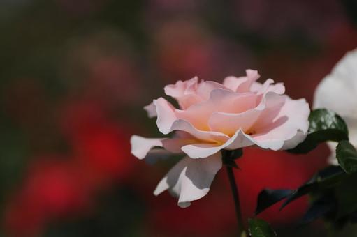 Roses at Tomboike Park, JPG