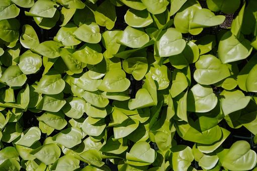 葉っぱの壁 葉っぱ,壁,緑の写真素材