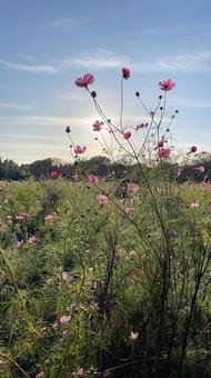 コスモス コスモス,昭和記念公園,花の写真素材