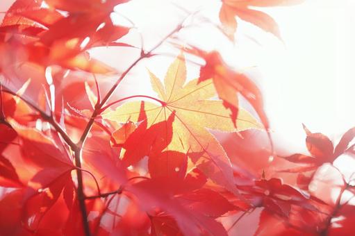 光浴びる楓 光浴びる楓 紅葉,秋,カエデの写真素材