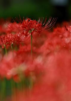 曼殊沙華 曼殊沙華の写真