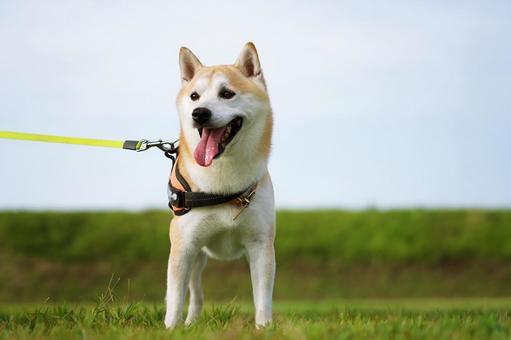 お散歩ワンコ(柴犬) お散歩ワンコ(柴犬) 犬,柴犬,shibainuの写真素材
