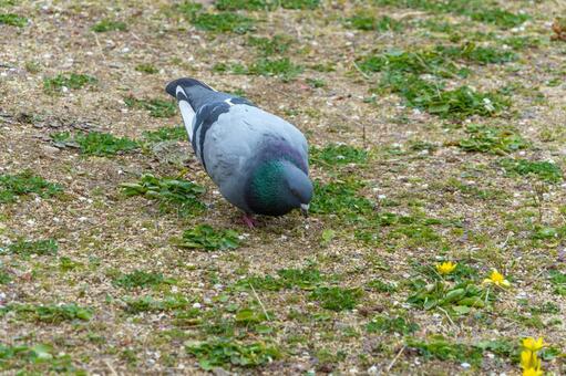地面で餌を探す青い羽のドバト ドバト,鳩,鳥の写真素材