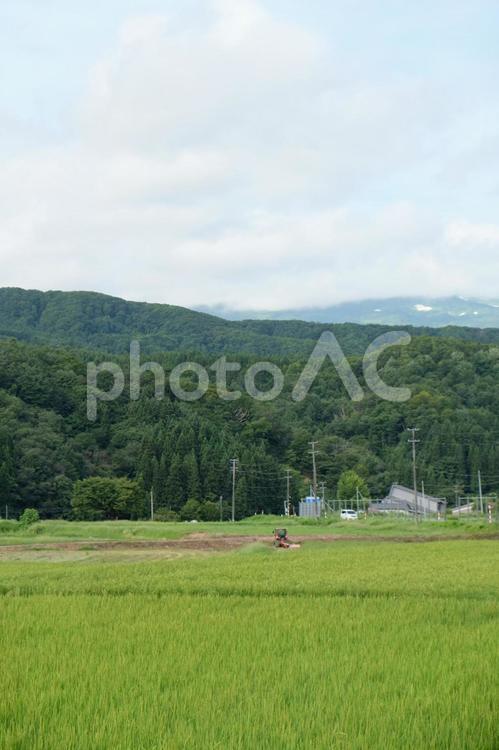 秋田県の稲作 稲,米,秋の味覚の写真素材