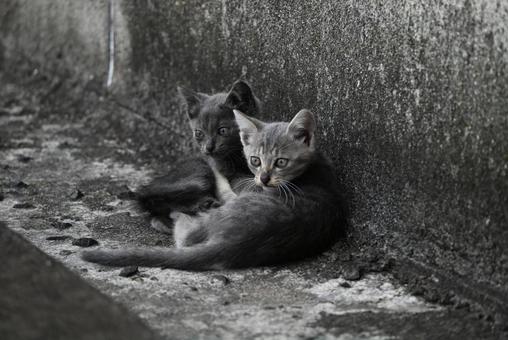 走島のにゃんこ達 走島のにゃんこ達の写真
