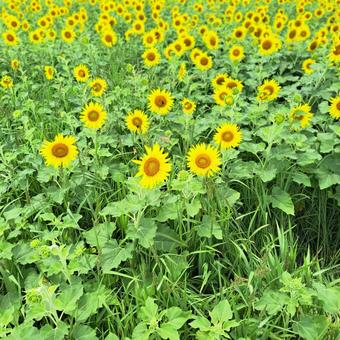 向日葵 夏,風景,向日葵の写真素材