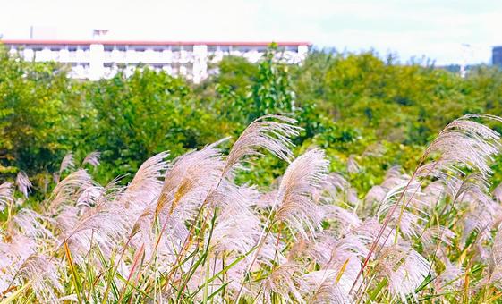 ススキと団地 すすき,川,団地の写真素材