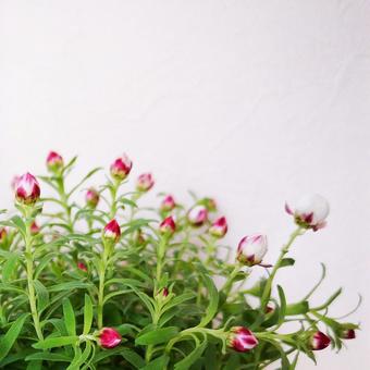 花かんざしの写真