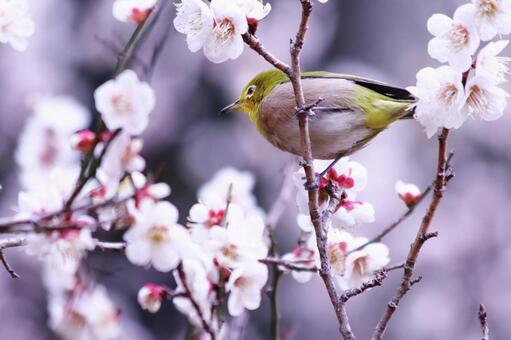 梅の枝にとまるメジロ 鳥,メジロ,春の写真素材