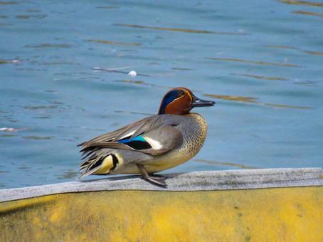 水辺に佇むコガモのオス 水辺に佇むコガモのオス コガモ,野鳥,動物の写真素材
