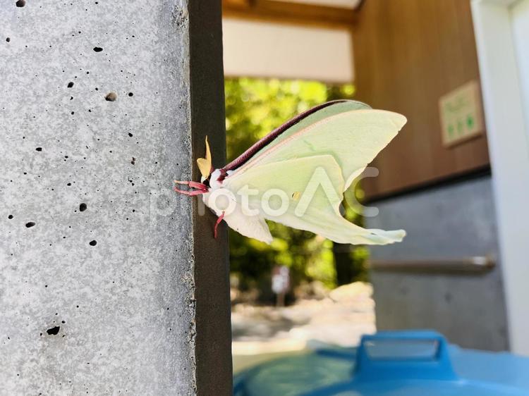 ちょっとひと休み 蛾,虫,オオミズアオの写真素材