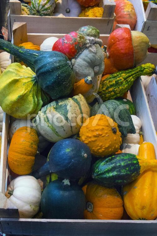海外の変わったカボチャたち カボチャ,野菜,緑黄色野菜の写真素材