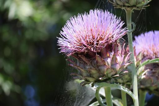 アンティーチョークの薄ピンクの花のアップ アンティーチョーク,薄ピンク,花の写真素材