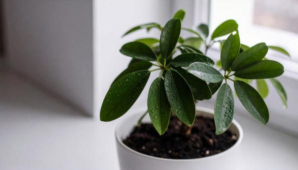 観葉植物 カポック 観葉植物 カポックの写真