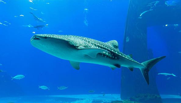 水族館のジンベエザメ 水族館のジンベエザメの写真
