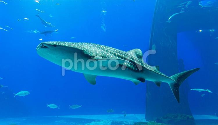 水族館のジンベエザメ 海洋生物,ジンベイザメ,魚の写真素材