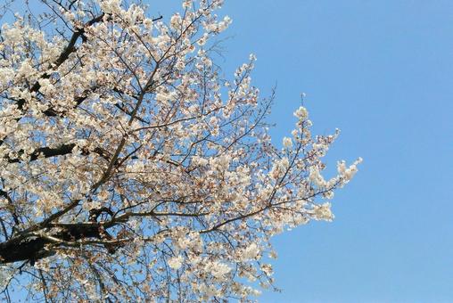 桜 桜の写真