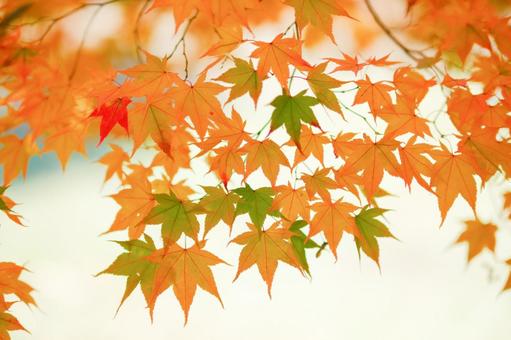 紅葉 紅葉の写真