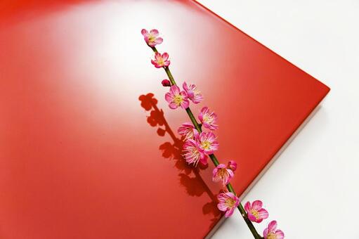 梅の花24 梅の花,紅梅,花の写真素材