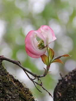 ハナミズキ・花水木 ハナミズキ・花水木の写真