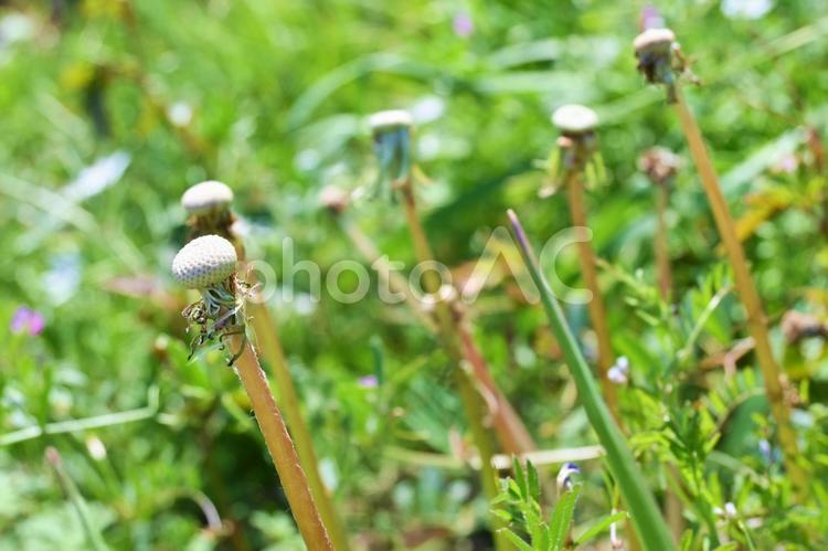 綿毛が飛んだあとのタンポポ タンポポ,たんぽぽ,茎の写真素材