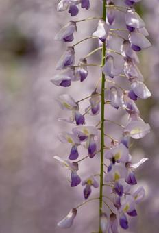 Vividly blooming wisteria flowers, JPG Vividly blooming wisteria flowers, JPG