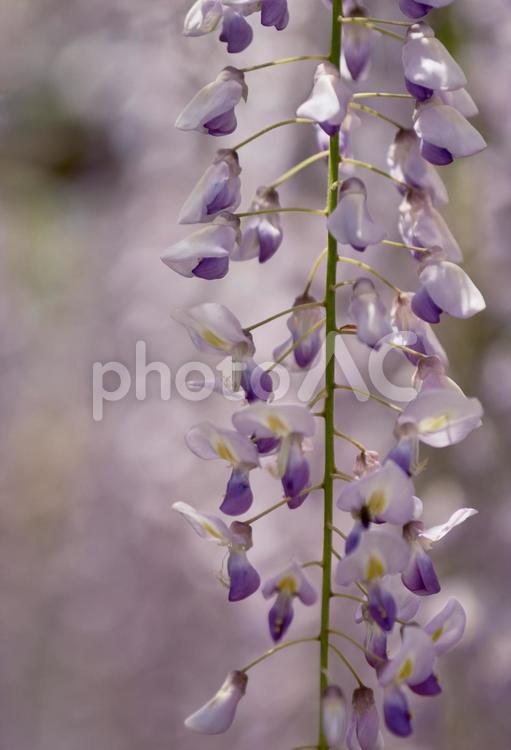 鮮やかに咲く藤の花 風景,藤,花の写真素材
