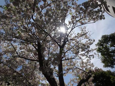 葉桜交じりの桜-13 葉桜交じりの桜-13の写真