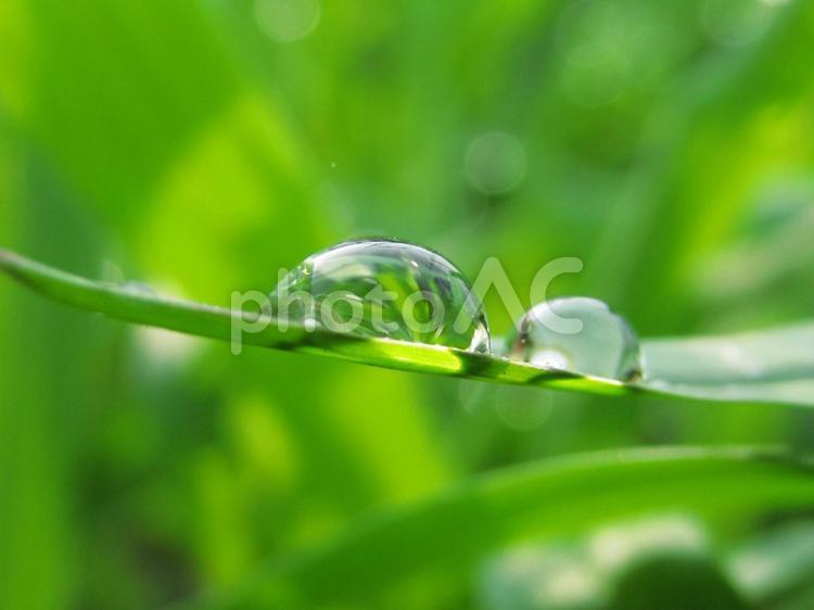水滴と緑の葉と朝の光 水滴,すいてき,waterの写真素材
