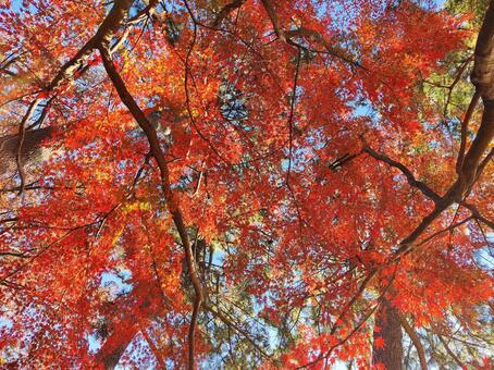 真っ赤な紅葉と青空 紅葉,もみじ,カエデの写真素材