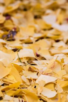 イチョウのじゅうたん 紅葉,もみじ,秋の写真素材