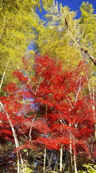 紅葉-1361 紅葉,モミジ,赤の写真素材