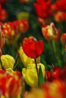 Tulip flowers, JPG Tulip flowers, JPG
