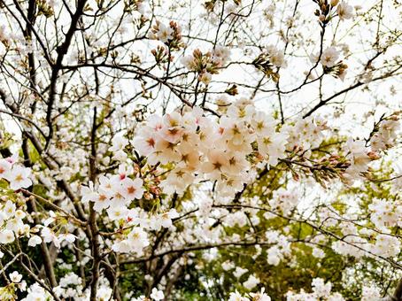 曇り空と桜01 曇り空と桜01の写真