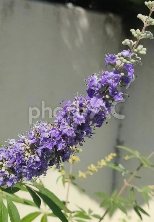 セイヨウニンジンボク セイヨウニンジンボク,花,紫の花の写真素材