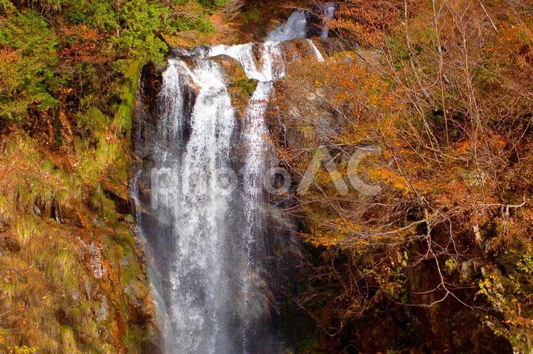 紅葉の岐阜県　天生の三滝（中滝） 天生の三滝,中滝,滝の写真素材