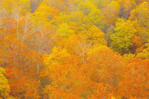【 紅葉(黄葉) 】色鮮やかなブナ林 秋,谷川岳,ブナ林の写真素材