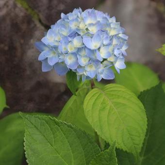 七変化 七変化の写真