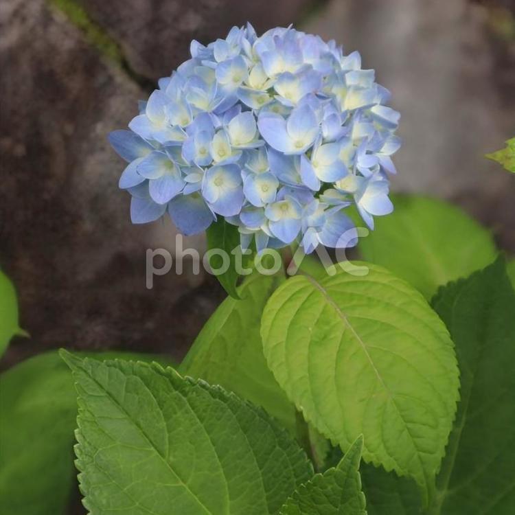 七変化 紫陽花,花,フラワーの写真素材