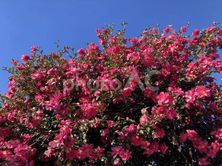 山茶花の花と青空画像素材 山茶花,花,ピンク色の写真素材